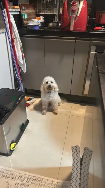 MultiVet