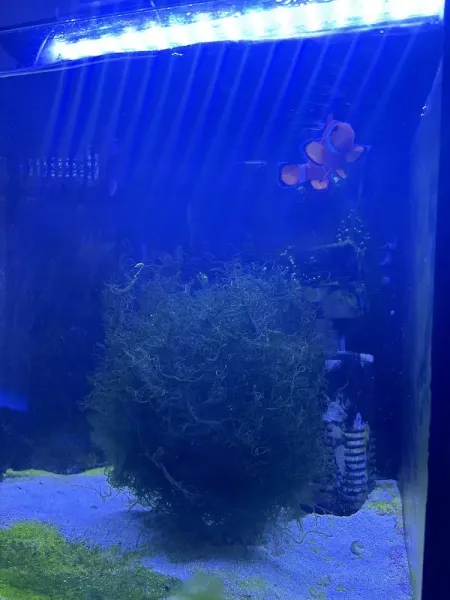 Fish Top