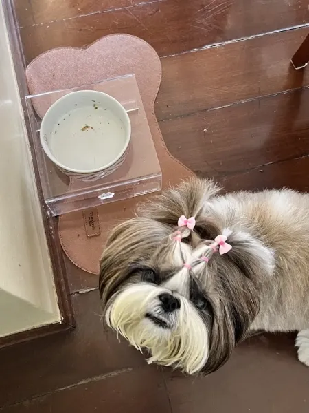 Rangaut! Alimentação Natural para Cães