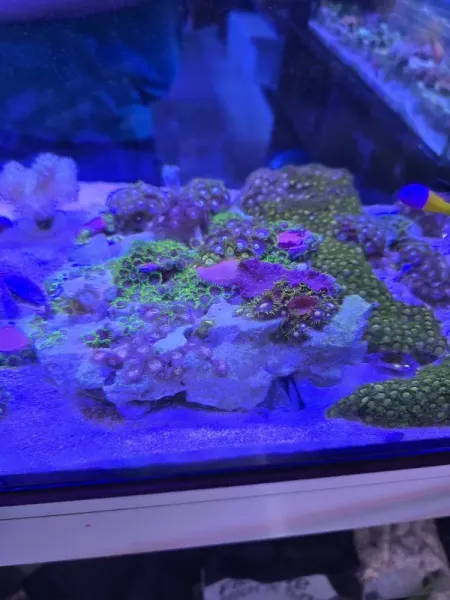 Fish Top